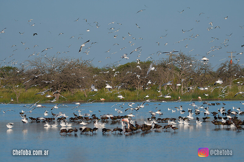 Observación de aves Villa María