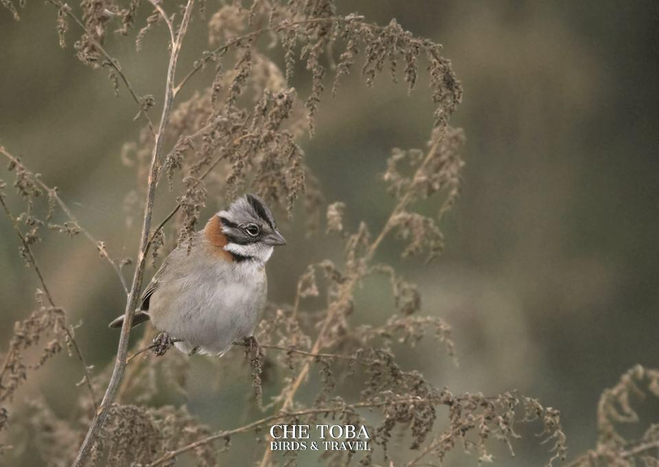 Chingolo subespecies