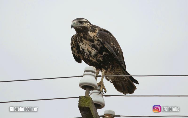 Águila Mora plumaje juvenil