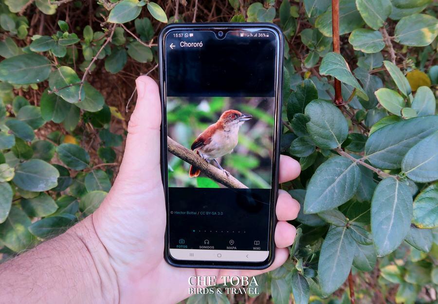 aplicaciones para el observador de aves