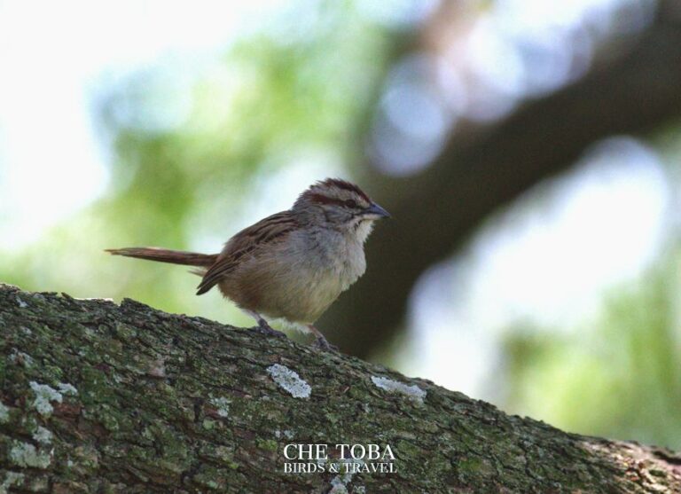 Nombres cientificos aves 2021