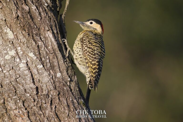 Los Carpinteros, esos pájaros que no son pájaros