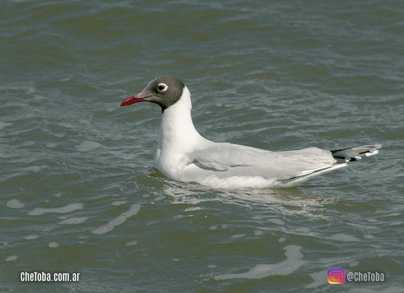 Ornitología - Gaviota Capucho Cafe