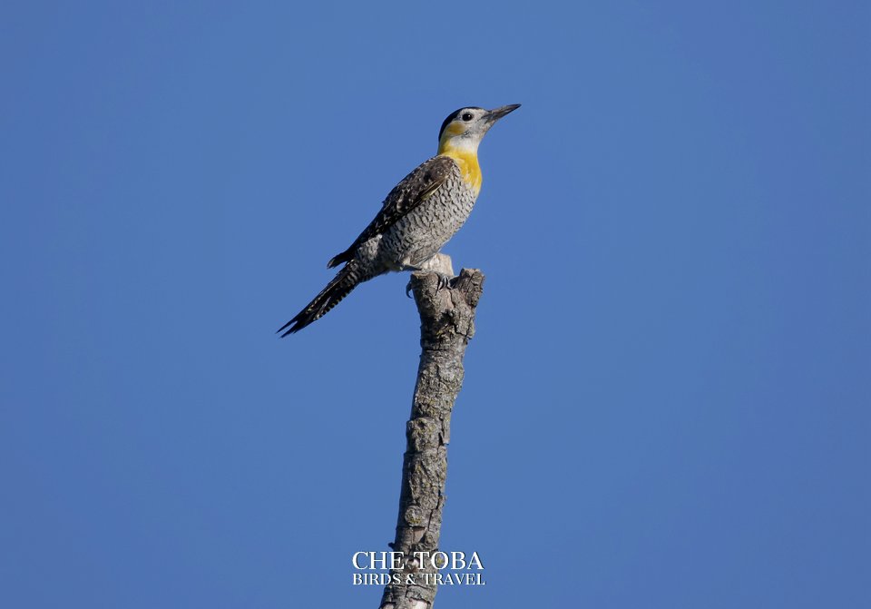 Pajaros carpinteros