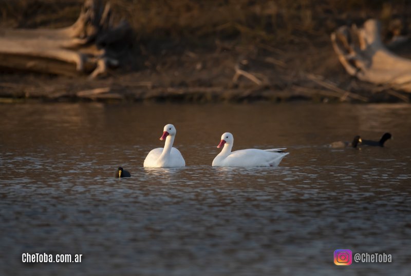 Cisnes coscoroba, cisne blanco