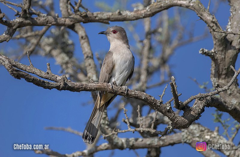 aves de villa maria y la zona