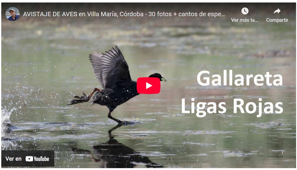 Cantos 30 especies aves de Córdoba