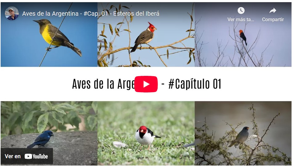 Guía sonora de Aves Argentinas (y algunos videos)