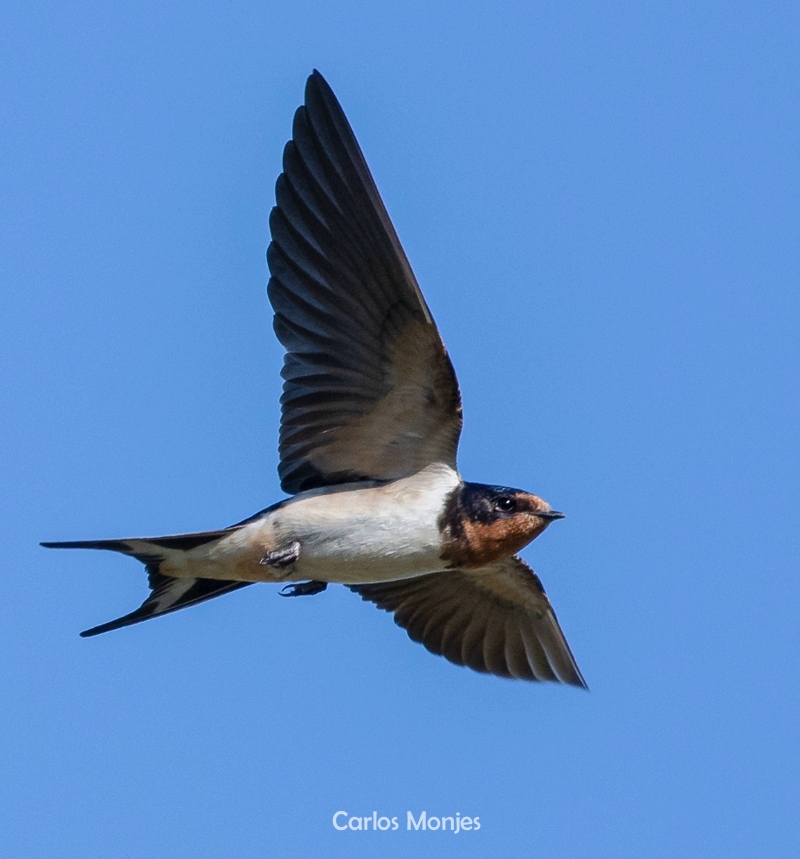 golondrina tijerita