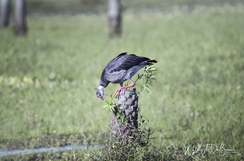 Aves del Centro de la Argentina