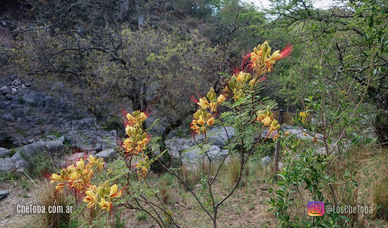 Flora nativa sierras de Córdoba