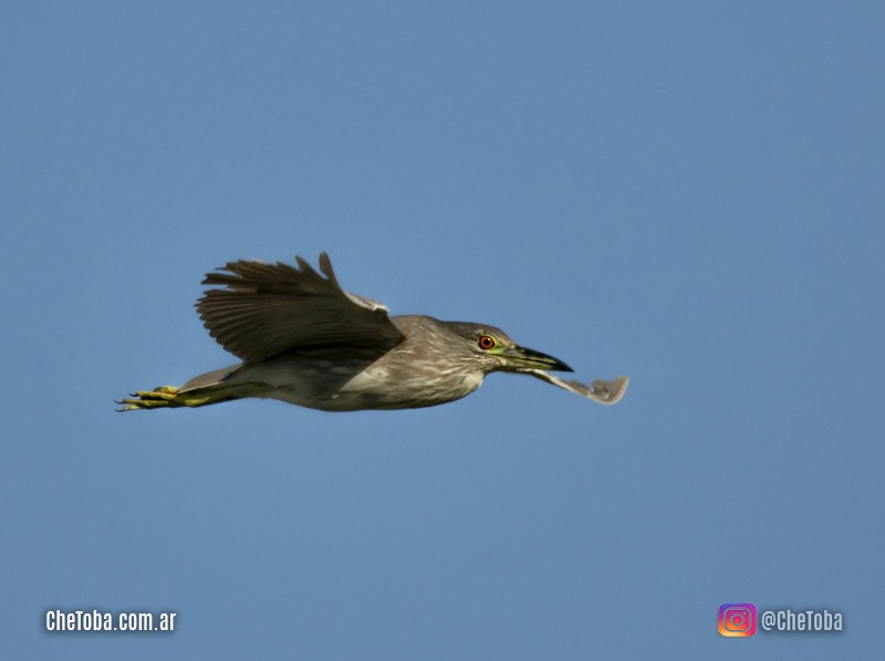 Observación de aves en Villa María, Córdoba, Primavera Verano