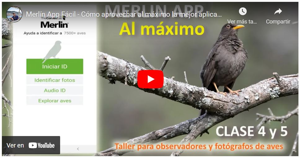 Cómo usar Merlín App para observar aves