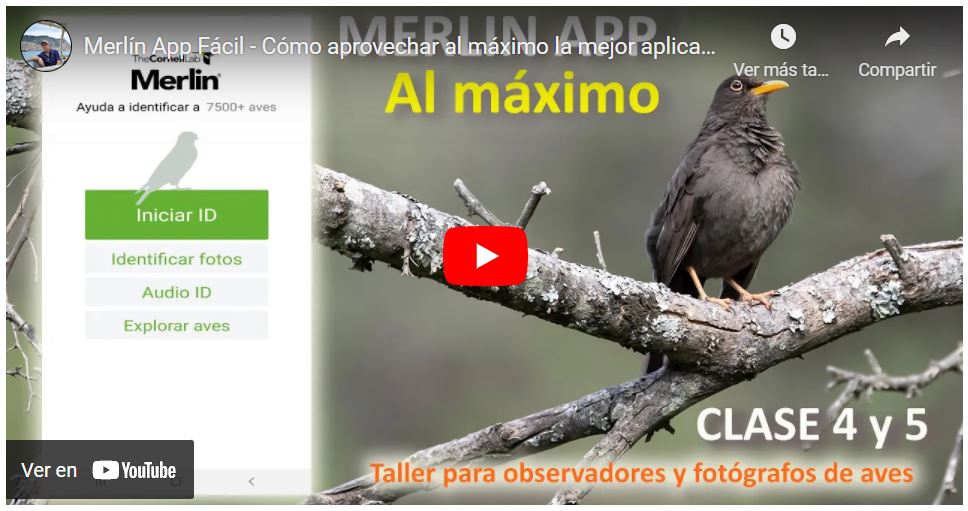 Merlín aplicación móvil para identificar aves