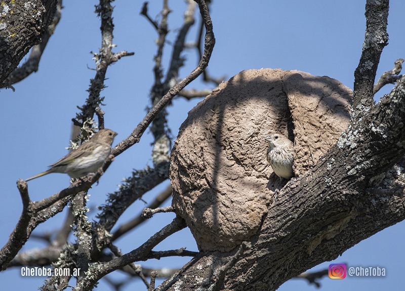 Observación de aves en Villa María, Córdoba, Primavera Verano