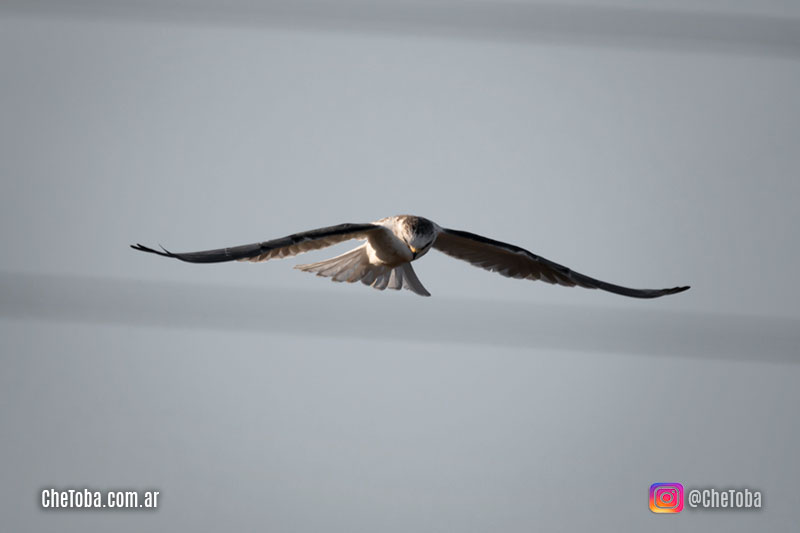 Aves rapaces de Argentina