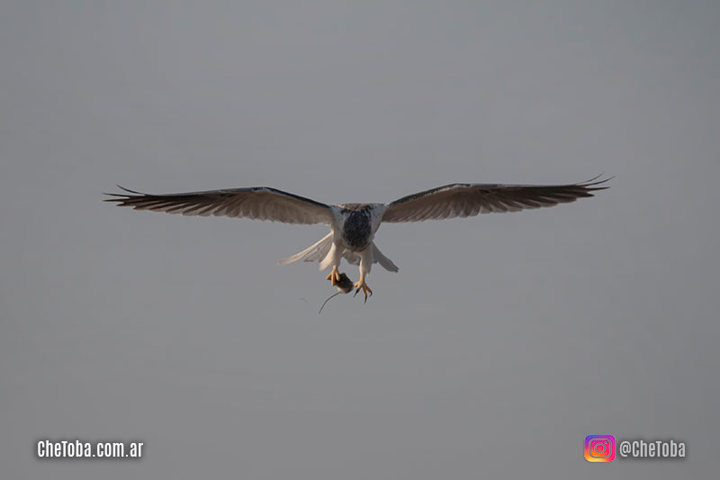 Secuencia de ave rapaz comiendo en vuelo