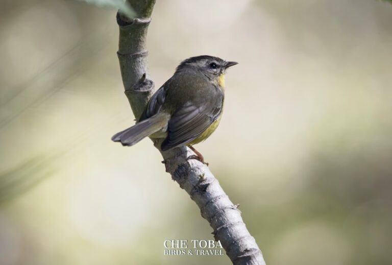 Fotos y especies de aves en la Reserva Costanera Sur, CABA