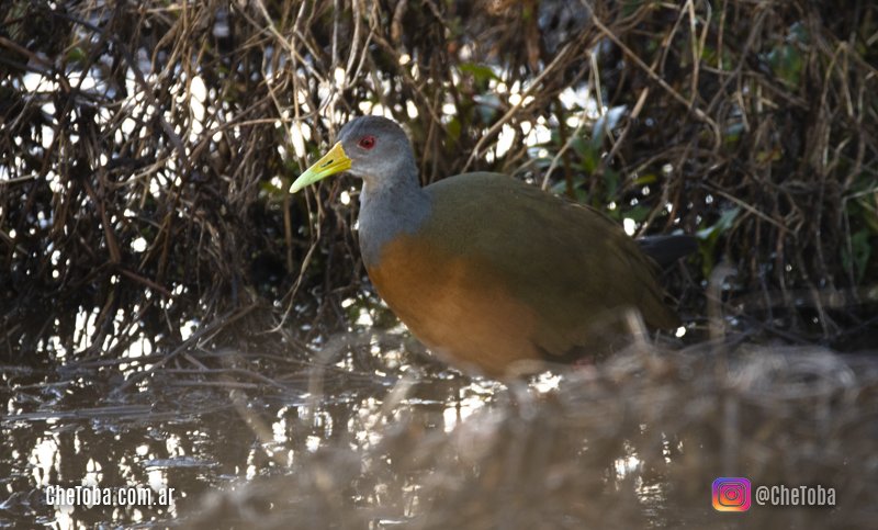 Aves Acuáticas Reserva Costanera Sur