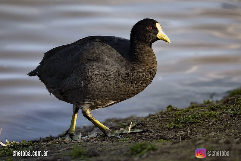 Fotografía de naturaleza