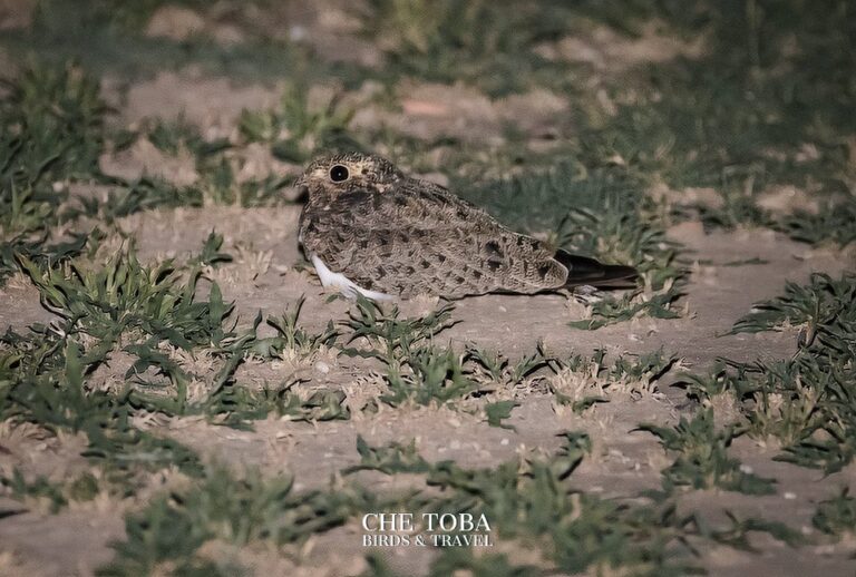 Encuentro nocturno con el Ñacundá
