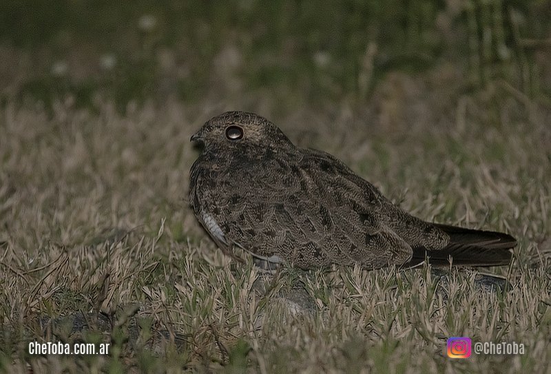 Aves nocturnas de Córdoba