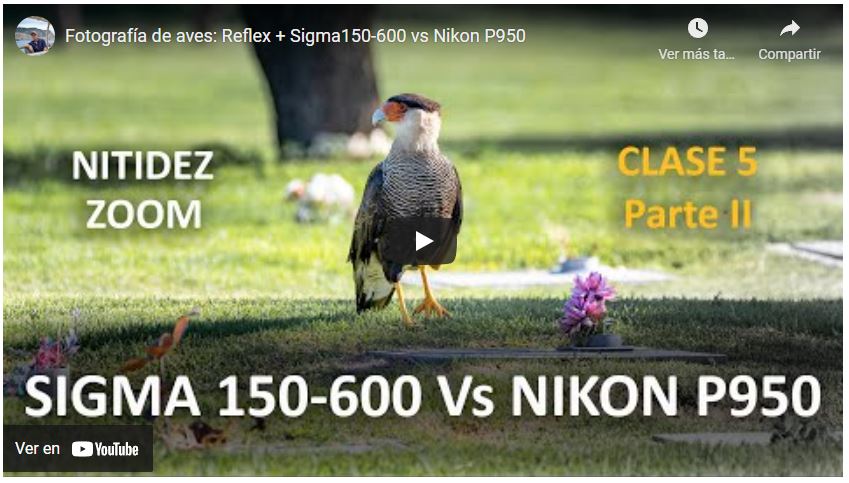 Sigma 150-600 zoom calidad vs Nikon P950
