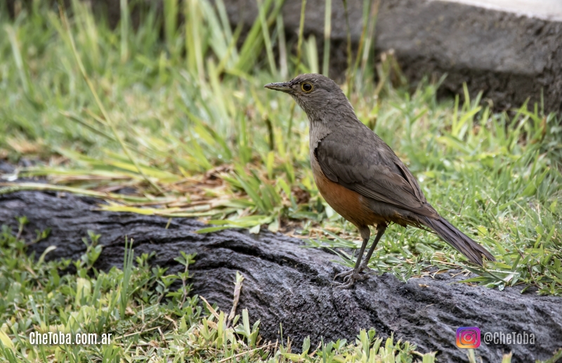 Che Toba fotografía de aves