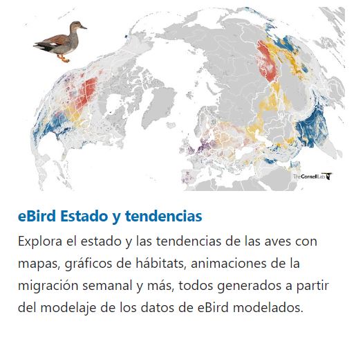 Cómo seguir las rutas migratorias de las aves?