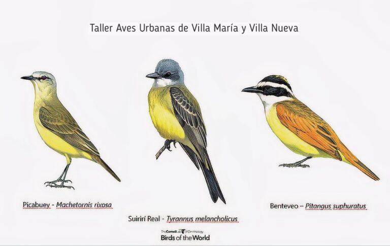 Aves Urbanas de Villa María y Villa Nueva