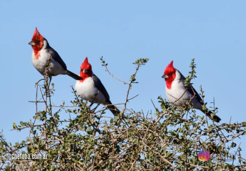 Cardenales en libertad