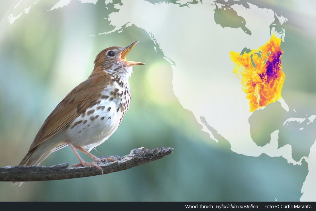 Cómo seguir las rutas migratorias de las aves?