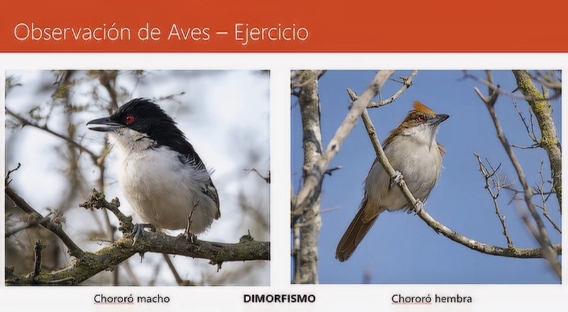 Aves Urbanas de Villa María y Villa Nueva