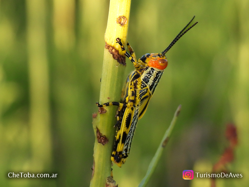 Tucura Multicolor (Zoniopoda tarsata)