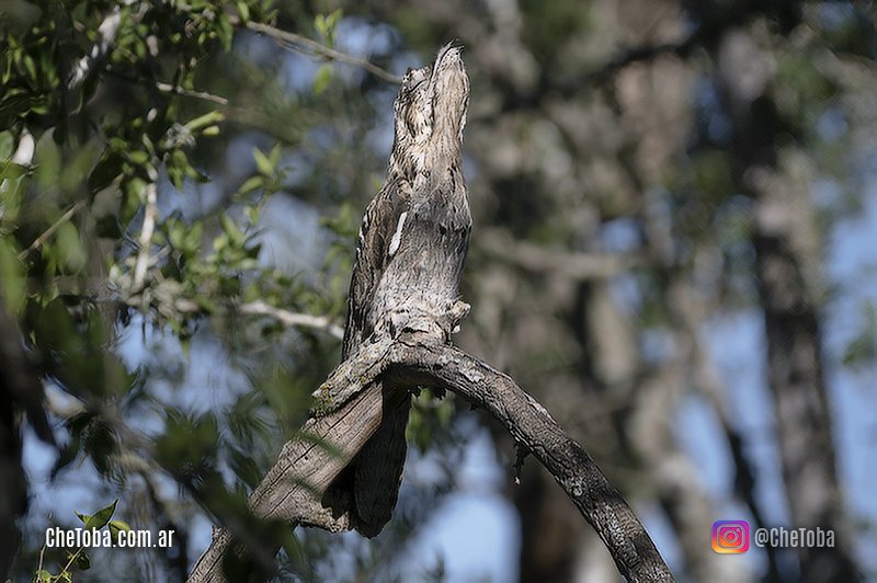 Camuflaje aves