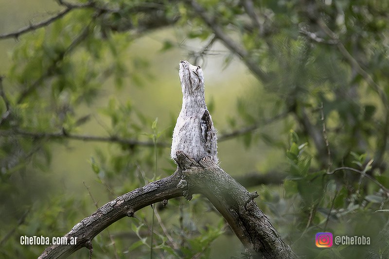 Fotógrafo de Aves Argentina Instagram