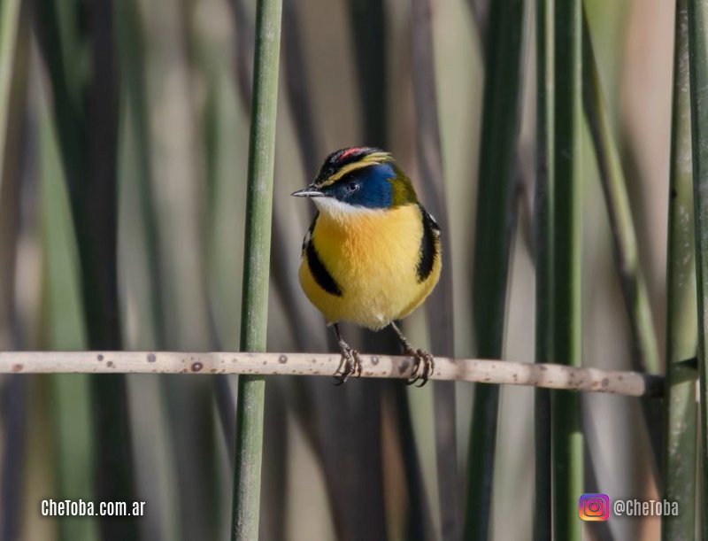 Tachurí Sietecolores (Tachuris rubrigastra)