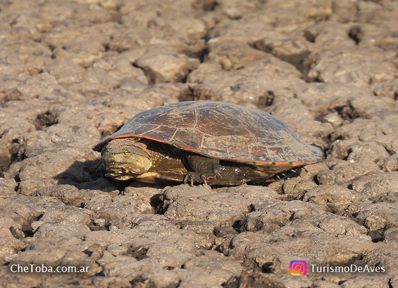 El significado de Ninfa en zoología