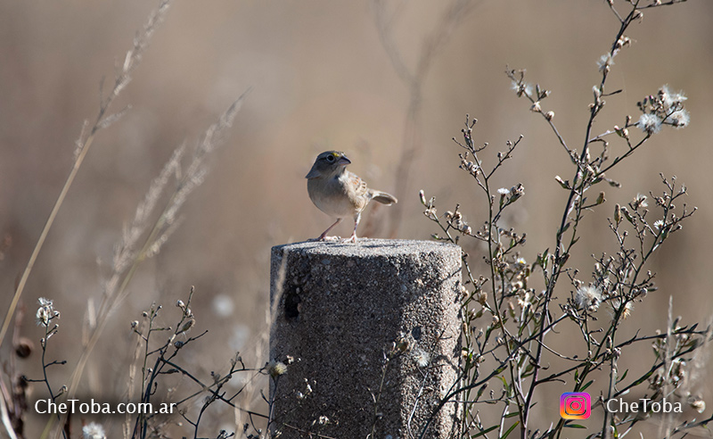 Fotografía de aves