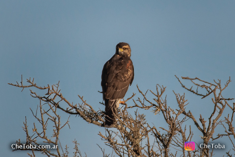 che toba aves de cordoba