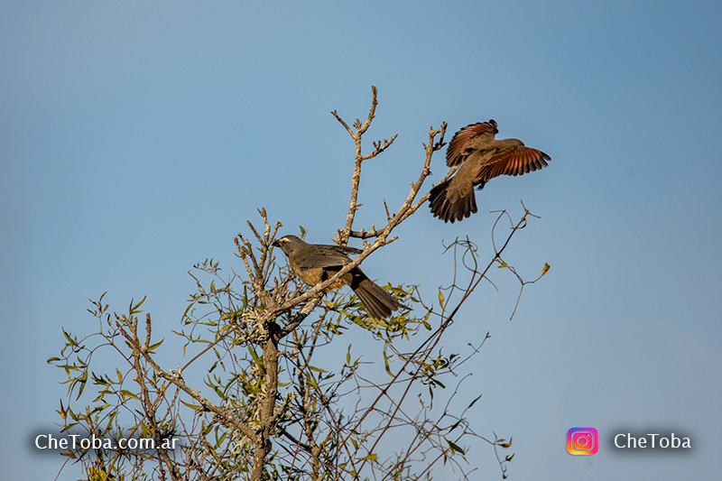 safari fotografia de aves Villa Maria