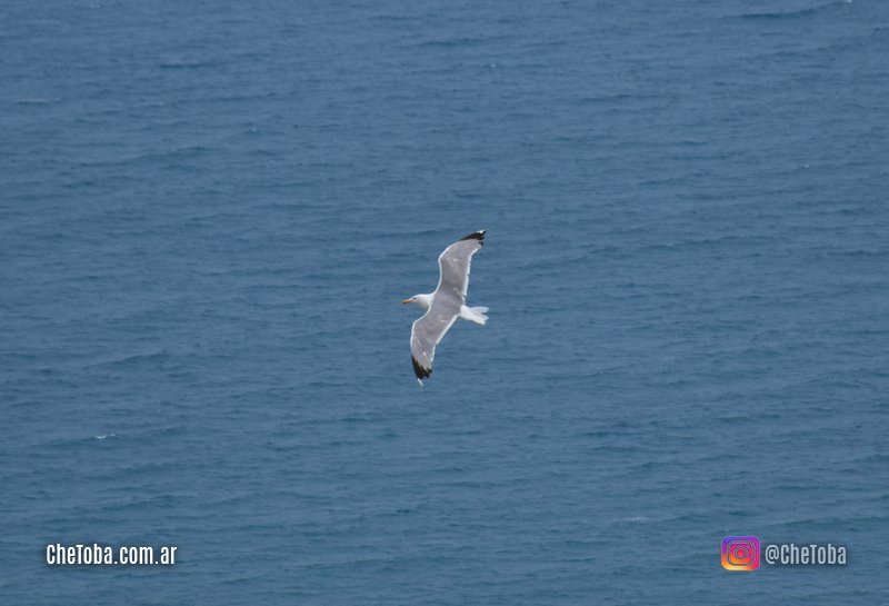 Gaviota Mediterránea