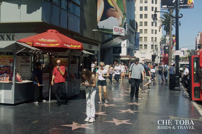 Visitar el paseo de la fama en Hollywood
