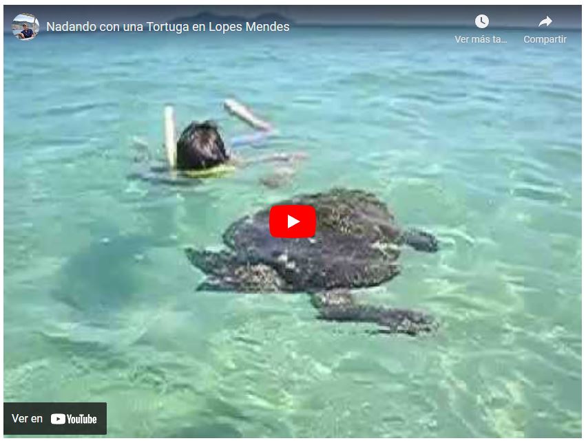 nadando con tortuga playa Ilha Grande