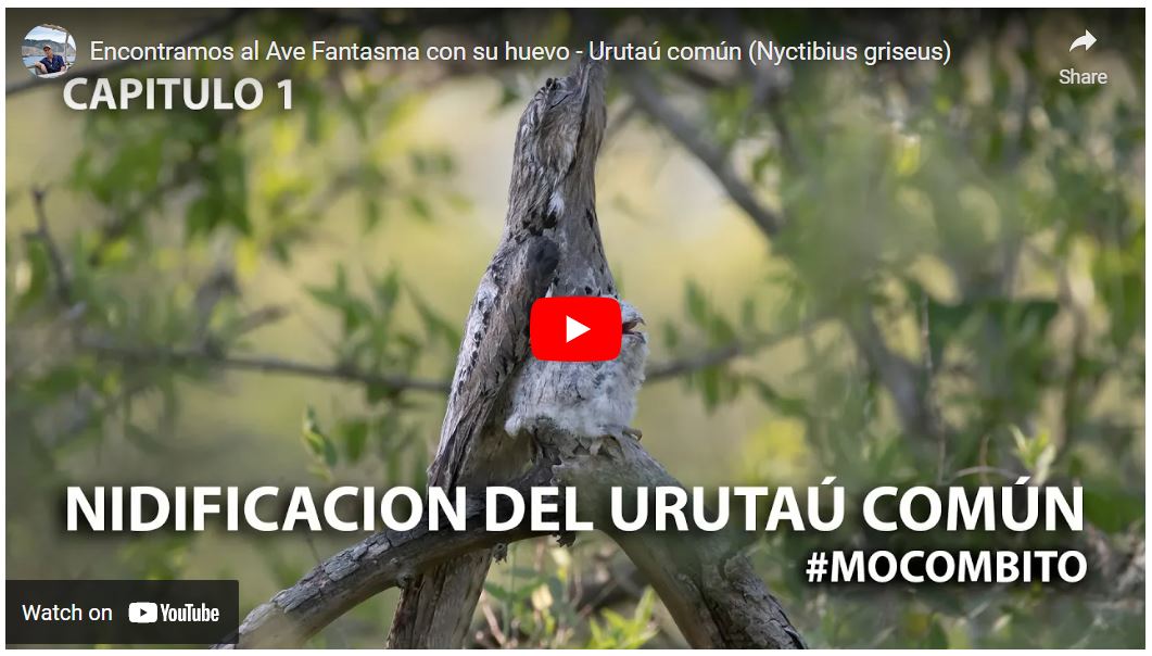 Video nidificación Urutaú Nyctibius griseus
