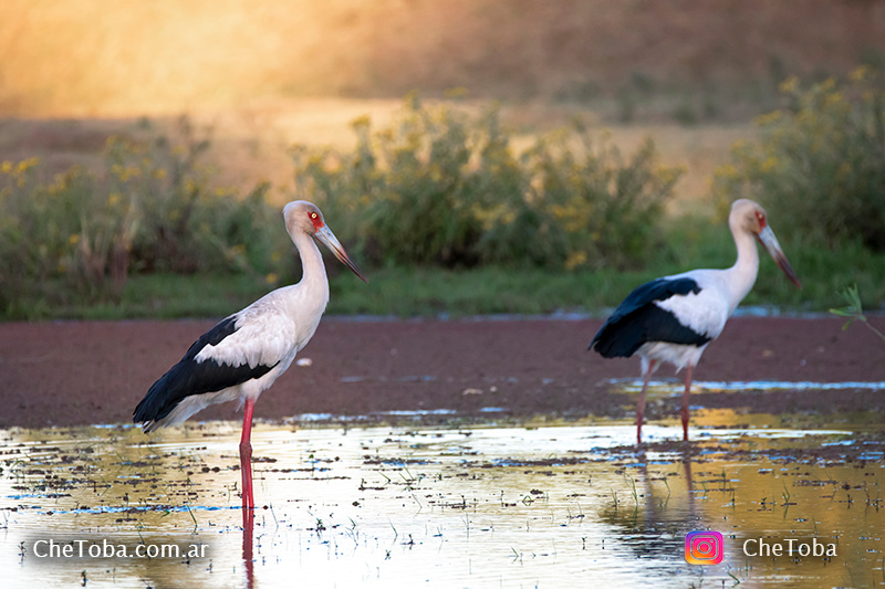 Cigüeña Americana - Ciconia maguari