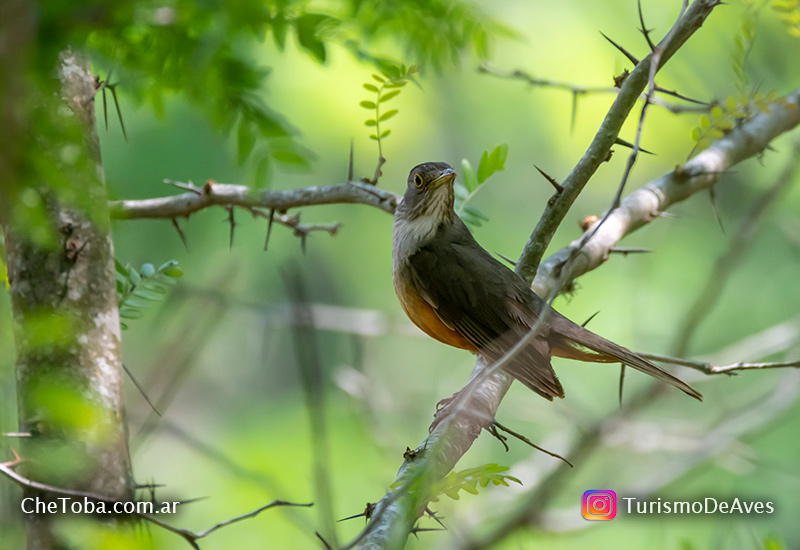 Aves Reserva San Vicente