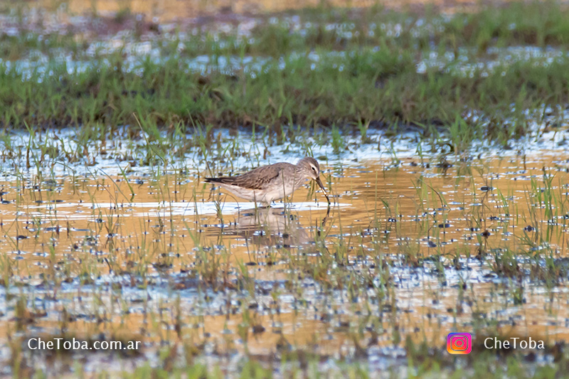 Playero Zancudo - Calidris himantopus en Provincia de Buenos Aires