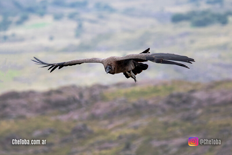 Condor andino Argentina spot