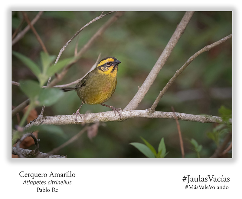 Cerquero Amarillo - Atlapetes citrinellus - fotos aves Jaulas Vacías